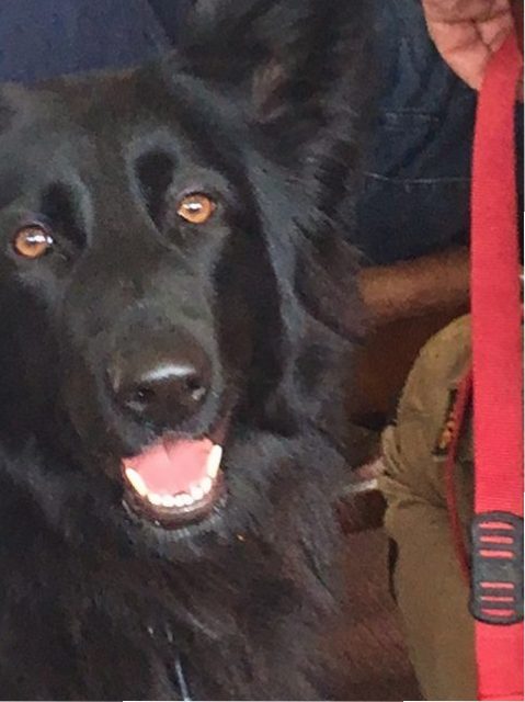 Baloo the dog paying attention in class