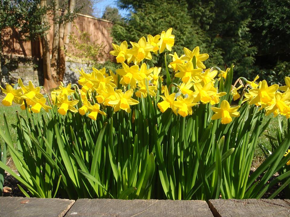 Spring Flowers were in attendance too