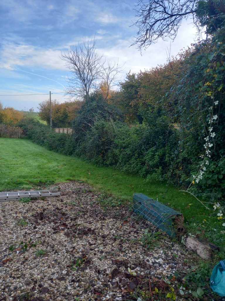 Hedge Clearance Tim Ollier Before