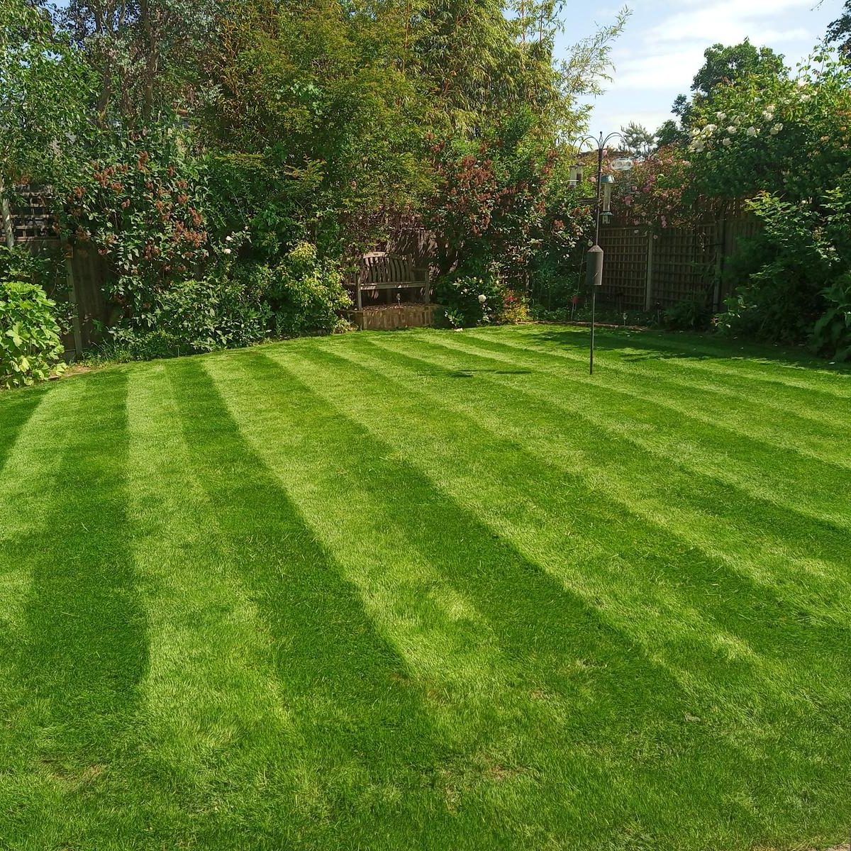 A lawn shortly after it has been scarified. The grass is vibrant green, luscious and healthy.