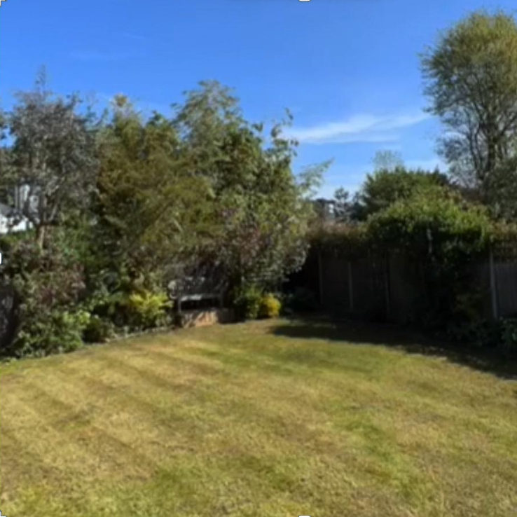 A lawn before scarification treatment. The grass is browning and dying.